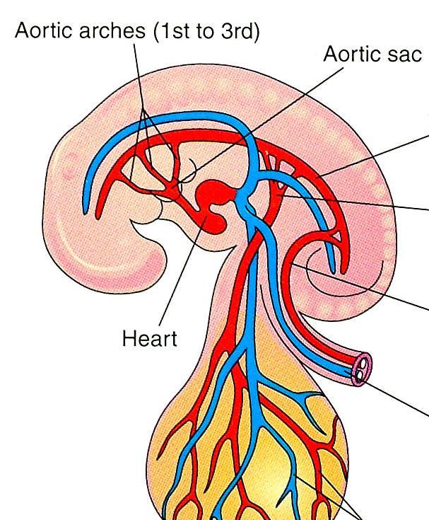 Derivatives of the 2nd pair pharyngeal arch arteries Stems of the stapedial arteries Stapedial artery: 第 10