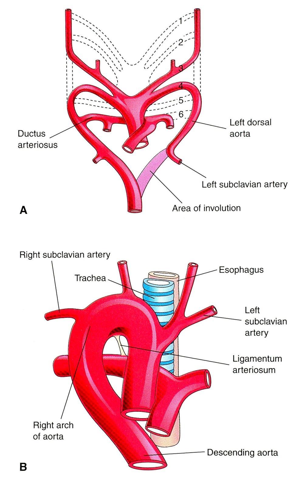 Right arch of aorta Area
