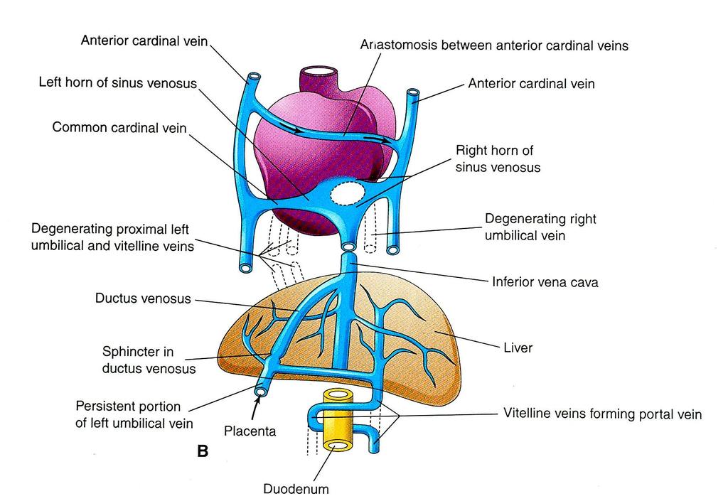 Vitelline veins IVC, Hepatic veins & sinusoids, and portal vein Left Right Hepatic segment of IVC: right vitelline