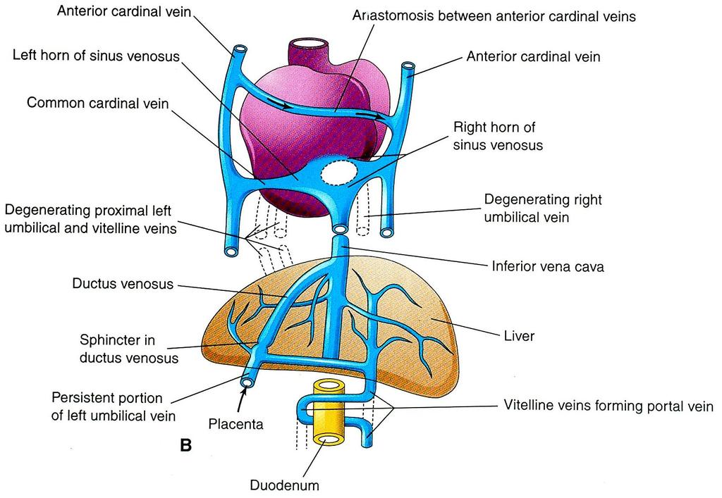 Umbilical veins Umbilical vein : left umbilical vein