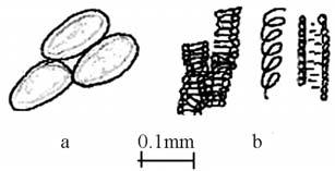 group of 2-5, some stone cells with broad lumen and simple pits and filled with brown coloured content; starch grains simple and compound up to 10 µm in diameter (Fig. 2).