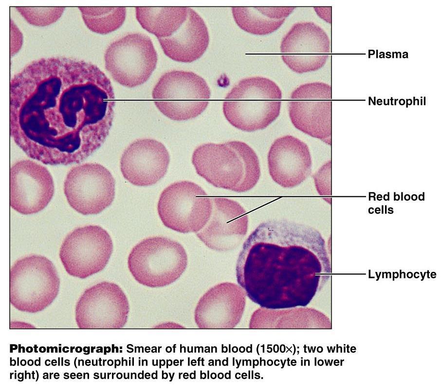 Blood Description Red and white blood cells in a fluid matrix (plasma) Function Transport respiratory