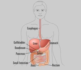 What is ERCP? The liver is a large organ that, among other things, makes liquid called bile that helps with digestion.