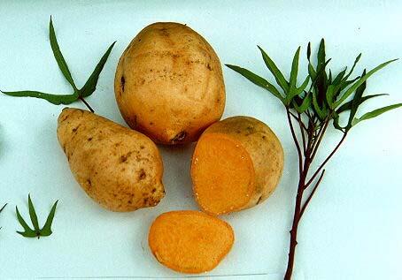 General: There were orange fleshed sweetpotatos (OFSP) before The Base Lines for β-carot., Fe & Zn.