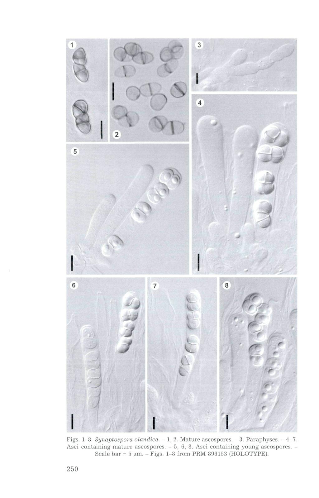 A. Figs. 1-8. Synaptospora olandica. - 1, 2. Mature ascospores. - 3. Paraphyses. - 4, 7.