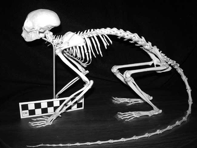 The primate order 5 Figure 1.2. The skeleton of a New World squirrel monkey (Saimiri oerstedii), illustrating the generalized nature of the primate postcranium. The scale is in centimeters.