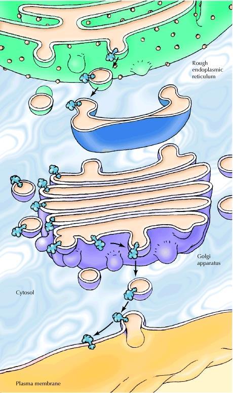Membrane protein orientation