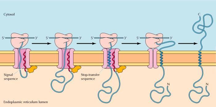 Case 1: Insertion of membrane proteins N-terminus in and C-terminus out A cleavable N-terminal signal sequence that initiates translocation across the membrane