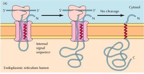 Case 2a: Insertion of membrane proteins C-terminus in and N-terminus out The signal