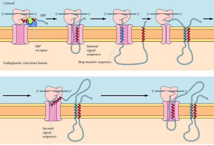 Case 3: Insertion of membrane proteins Multiple membrane spanning regions Close