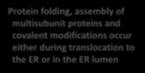 the ER lumen Protein folding, assisted by the