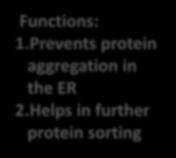 Prevents protein aggregation in the ER 2.