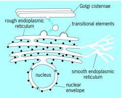 Endoplasmic reticulum (ER) It is a network of membrane-enclosed tubules and sacs (cisternae) that extends from the nuclear membrane throughout the cytoplasm.