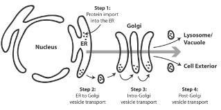 The secretory pathway ER-Golgi- secretory vesicles- cell exterior ER,