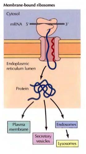The secretory pathway Most proteins are transferred into the ER while they are being