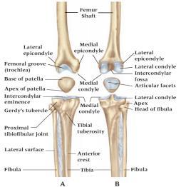 Chapter 20 The knee and related structures Athletic Training Spring 2014 Jihong Park Bones & joints