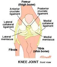 Interior (inner)-avascular, most non existent Cruciate ligaments Collateral ligaments Anterior