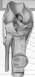 Posterior cruciate ligament (PCL) Prevents Posterior translation of tibia Anterior translation of