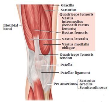 flexion & knee extension RF Knee