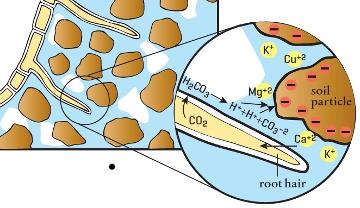 soil - Leaching loss of nutrients through the movement of water - Phosphate is an anion, but is not dissolved in water in soil, forms complexes with Fe and Ca cations Cations dissolve in water, but