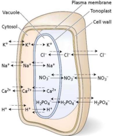 Nutrients can easily pass through the cell wall, but the plasma membrane acts as a filter (selective permeability) Plants use proton pumps to create electrochemical