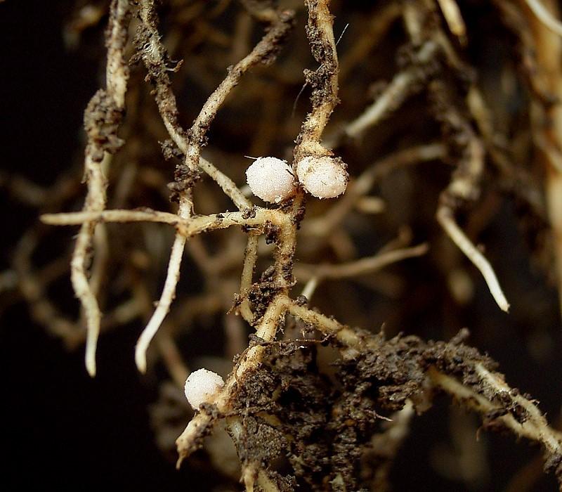 association Hyphae increase surface area for absorption, and help plants acquire nutrients from organic matter in the soil Ectomycorrhizae hyphae on