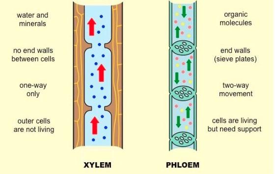 Sap flow and cellular fluid o Xylem: from