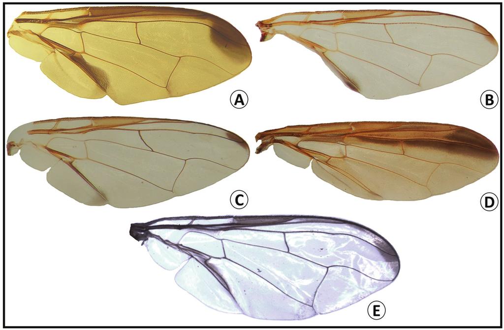 40 leblanc et al. Figure 6. Wings of Bactrocera tau (A), B. tuberculata (B), B. zonata (C), Dacus longicornis (D), and D. ciliatus (E).