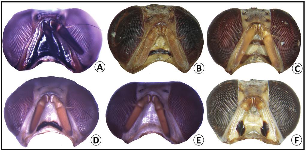Face color patterns for Bactrocera bogorensis (A), B.
