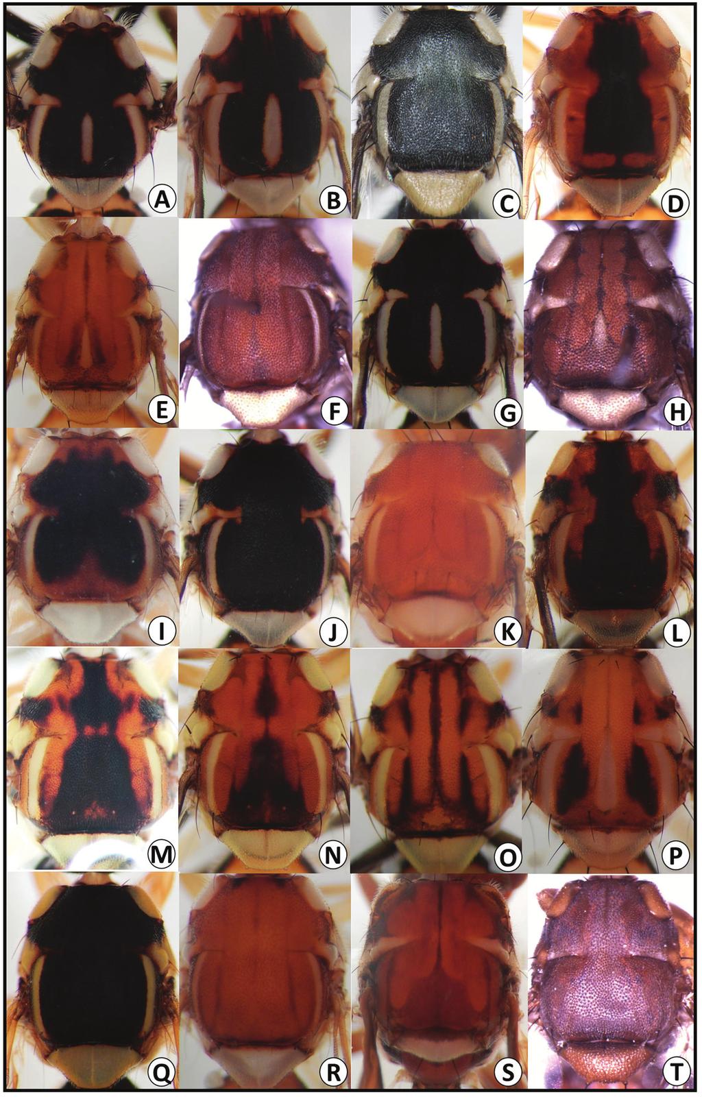 Additions to the fruit fly fauna of Bangladesh 37 Figure 3. Scutum color patterns for Bactrocera bogorensis (A), B. caudata (B), B. cilifera (C), B. correcta (D), B. cucurbitae (E), B.