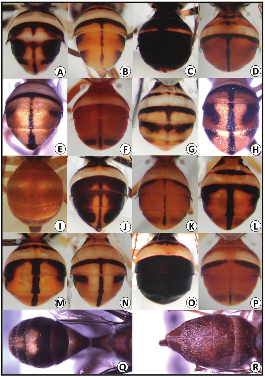 38 Leblanc et al. Figure 4. Abdomen color patterns for Bactrocera bogorensis (A), B. caudata (B), B. cilifera (C), B. correcta (D), B. cucurbitae (E), B. digressa (F), B. diversa (G), B.