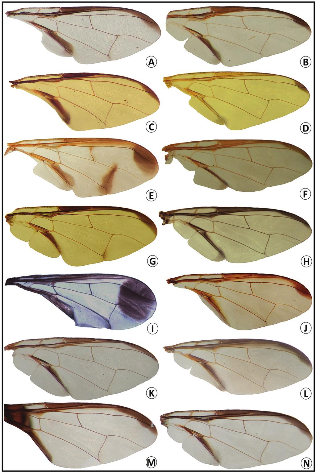 Additions to the fruit fly fauna of Bangladesh 39 Figure 5. Wings of Bactrocera bogorensis (A), B. caudata (B), B. cilifera (C), B. correcta (D), B. cucurbitae (E), B.