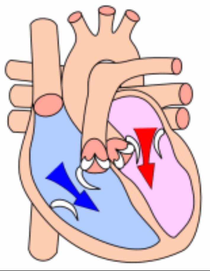 Diastole is the period of time when the heart fills with blood after