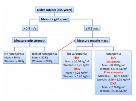 Sarcopenia Muscle mass begins to decline at 40 yrs by about 1-2%/yr, accelerate after 65y The European Working group on sarcopenia diagnosis is based on loss of muscle mass combined with decreased