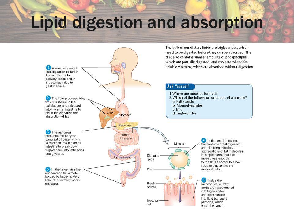 FAT DIGESTION The goal of fat digestion To dismantle triglycerides into small molecules that the body can absorbs Monoglycerides, fatty acids and glycerol.