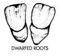Dwarfed roots www.