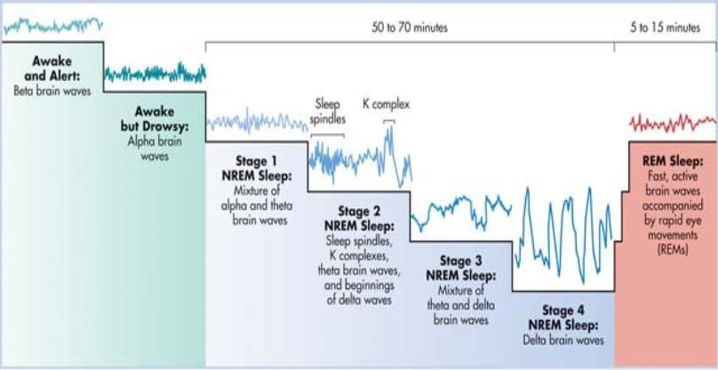 The Basic Sleep Cycle The