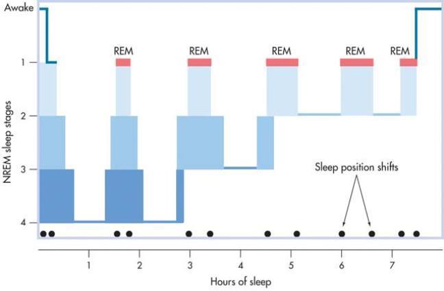 90-minute Cycles during Sleep With each 90-minute cycle, stage 4 sleep decreases