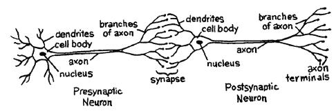 อธ บายกลไกการส นส ด Synaptic transmission ใน chemical synapses ได 8.