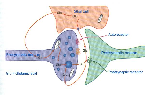 Factors affecting Ca 2+ concentration Resting membrane potential Presynaptic