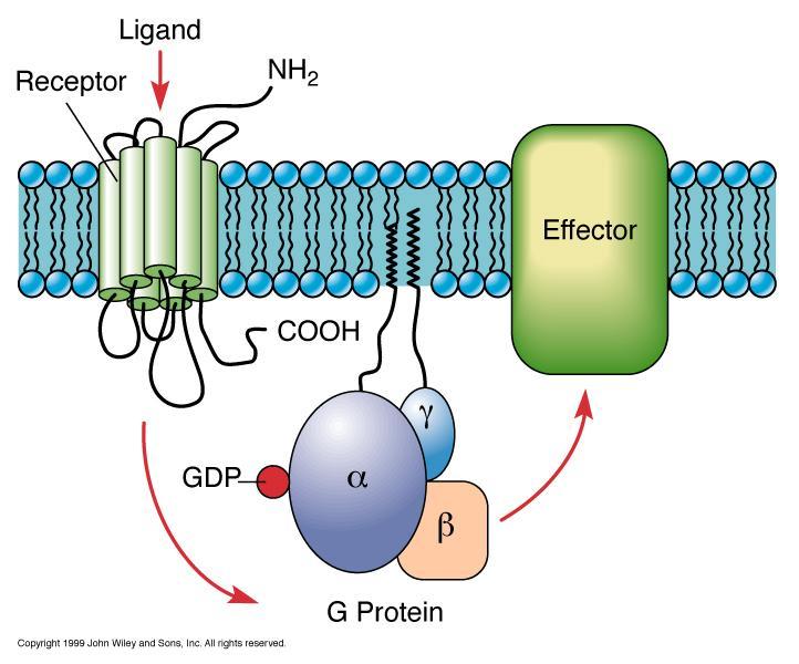 G-protein-linked receptors are