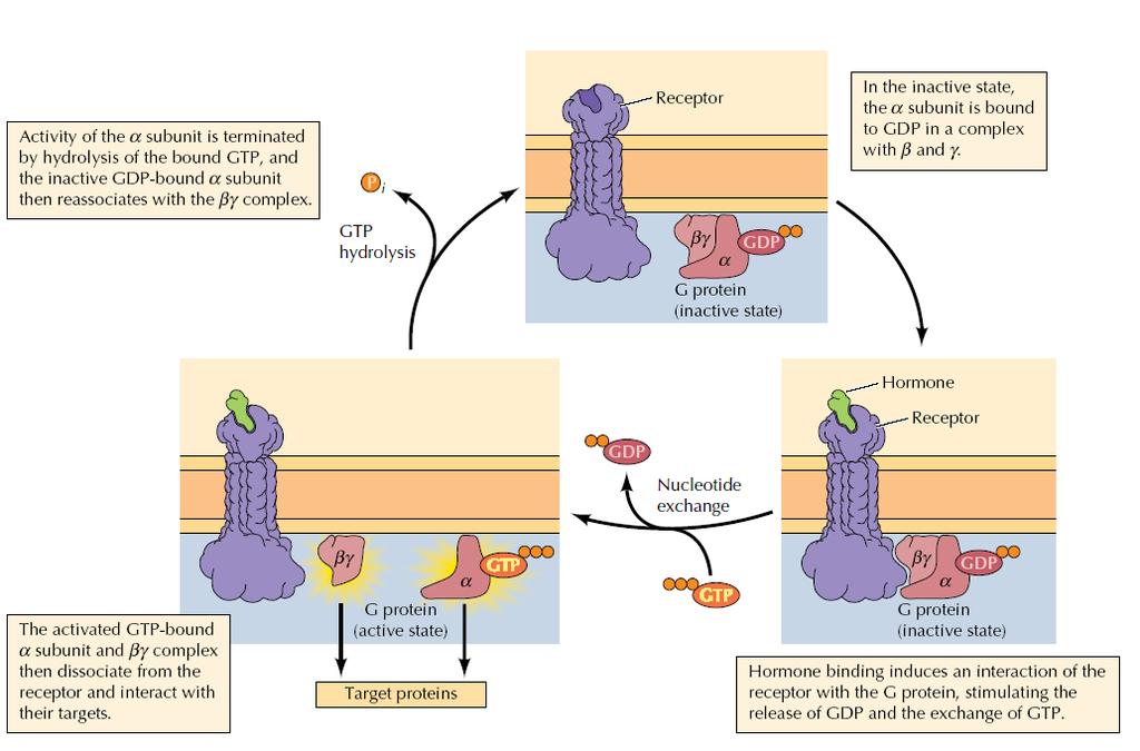 Regulation of G proteins From G.M. Cooper, The Cell.