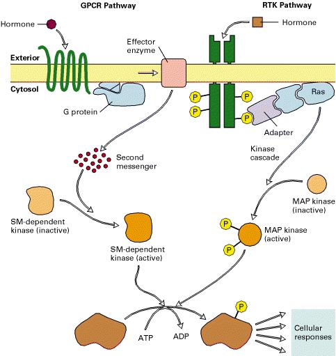 Schematic overview of common signaling pathways downstream from G