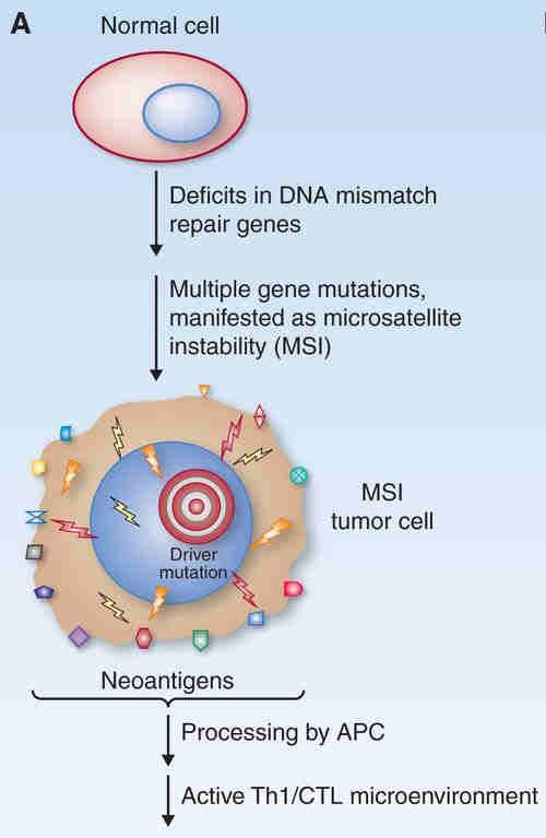 MSI and immunotherapy The genomes of cancers deficient in mismatch repair (MMR) contain