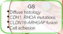 activation GS Diffuse