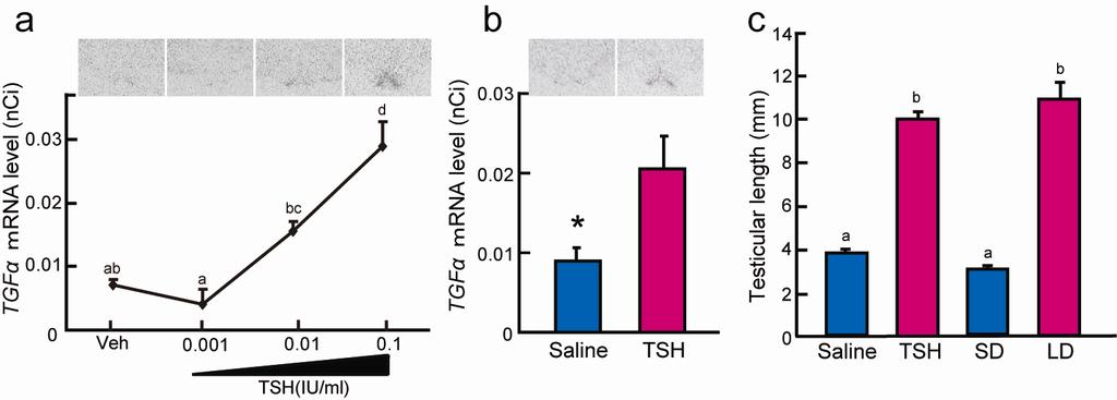 Supplementary Figure 12. Effect of TSH administration on TGFα mrna and testicular growth. a. ICV injection of TSH induced TGFα expression in a dose dependent manner.