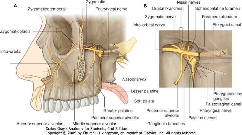 Pterygopalatine fossa: The pterygopalatine fossa is a cone-shaped depression, It is located between the maxilla, sphenoid and palatine bones, and communicates with other regions of the skull and