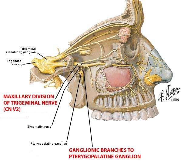 5. infraorbital nerve passing through inferior orbital fissure to become in the floor of the orbit running in the infraorbital groove and give here the middle superior alveolar nerve, and anterior