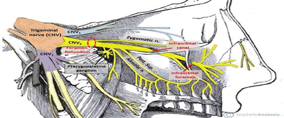 Posterior superior alveolar nerve a branch of the maxillary nerve. It exits through the fissure into the infratemporal fossa, where it goes on to supply the maxillary molars.