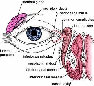 Lacrimal Ducts Lacus lacrimalis Puncta lacrimalis
